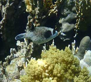 Häufig zu finden am Hausriff