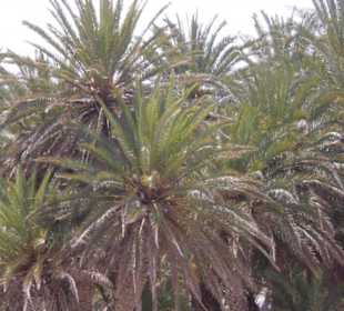 Palmen