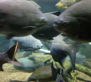 Haie und diverse andere Fische