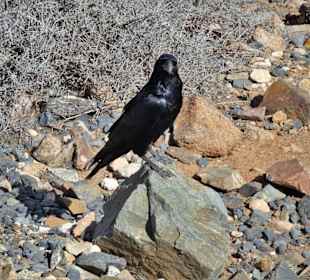 Neugierige Besucher am Mirador Risco de las Peñas