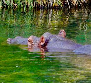 Flusspferd, Mzima Springs