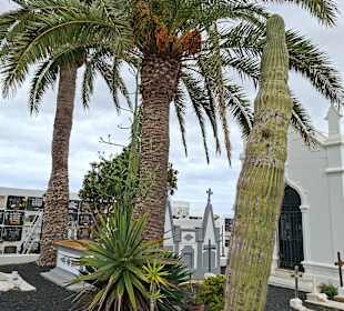 Palme und Kaktus
