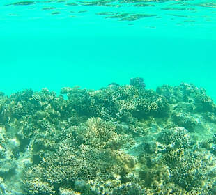 Schnorcheln Hurghada