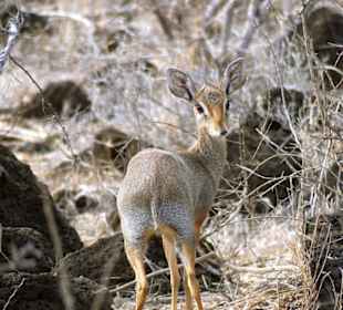 Dikdik (Tsavo West)