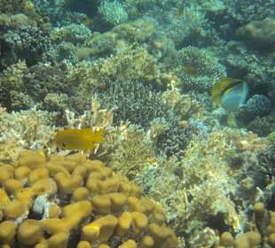 Riffbarsch und Falterfisch