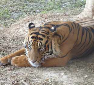 Templo Tigres