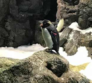 Pinguine