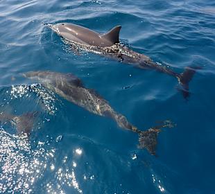 Delfin Tour Marsa Alam