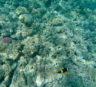 Schnorcheln Hurghada