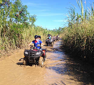 Rueckfahrt durch Zuckerrohr-Feld 