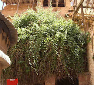 Der brennende Dornbusch