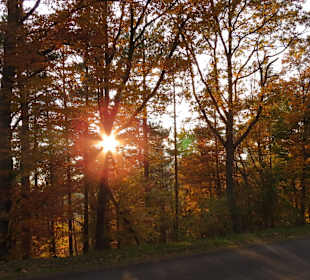 Wald beim Hartmannwillerkopf