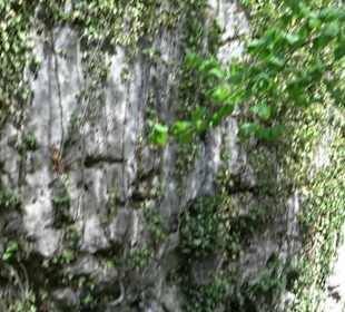 Wallersteiner Felsen