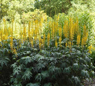 Park Schloss Moyland