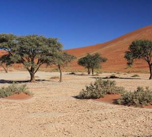 Grüne Bäume direkt unterhalb Death Vlei