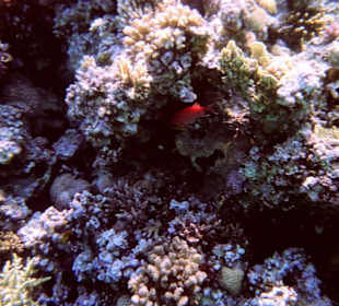 Einmalige Korallenwelt am Strand