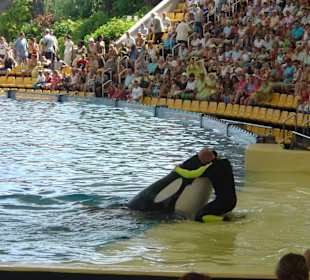 Orca Show