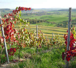 Endlose Weinberge