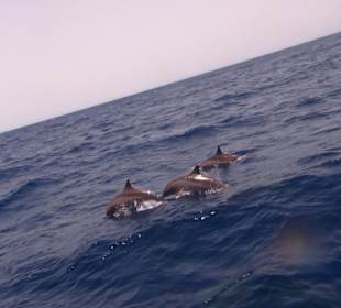 Delfin Tour Marsa Alam