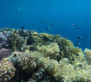 Schnorcheln Sharm el Sheikh