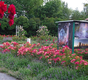Wunderbarer Rosengarten