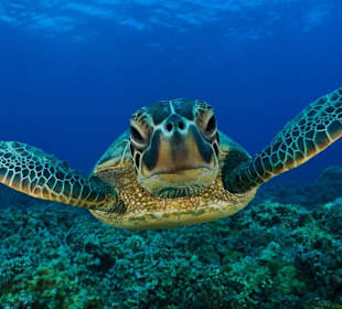 Мудрая Черепаха