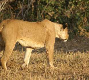 Ich sehe eine Giraffe