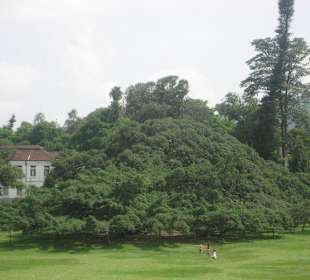 Größter Ficus Benjamini, Botanischer Garten Kandy