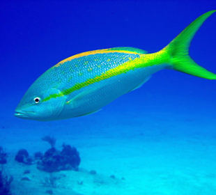 Tauchgang auf Cozumel