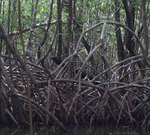 Costa Esmeralda - Die Mangrowenwälder