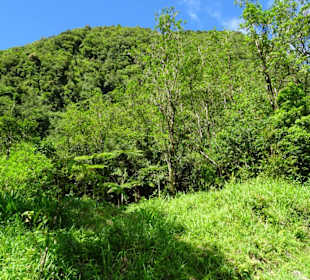 Vegetation am Grand Étang