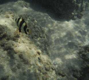 Unterwasseraufnahme am Hausriff