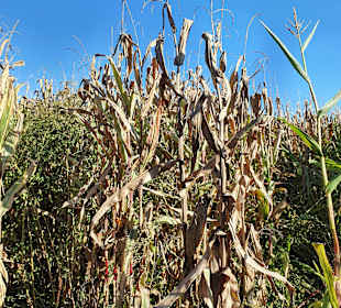 Bauer-Lipp Weiterstadt