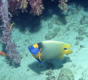 Tauchen bei den Similans