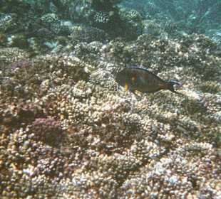 Schwarzer Doktorfisch