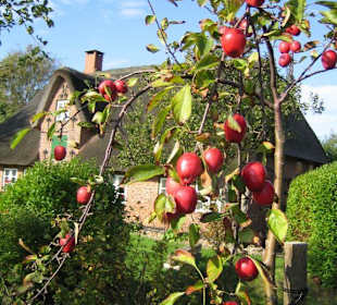 Apfelbäumchen vor'm Museum