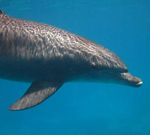 Delfin Tour mit Mogli