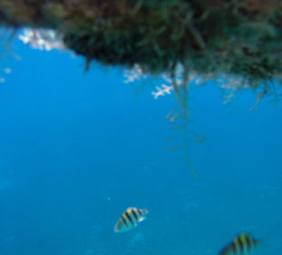 Fische entlang der Schwimmbojen