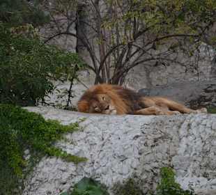 Zoo