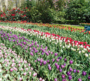 Blumenpracht im Keukenhof