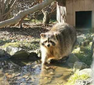 Waschbär