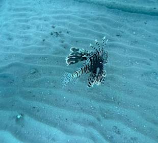 Schnorcheln Hurghada