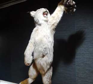 Rundgang durch das Museum für Naturgeschichte