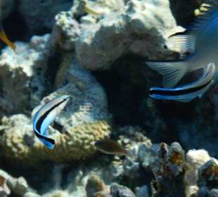 Station mit Putzerlippfischen