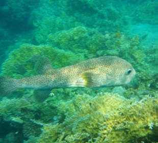 Kugelfisch