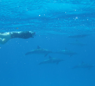 Schnorcheln mit Delfinen