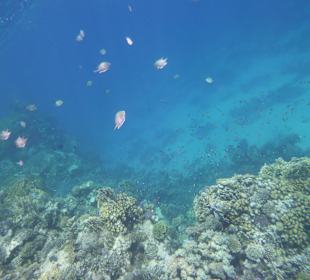 Schnorcheln am Außenriff