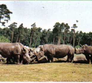 Nashörner im Freigehege