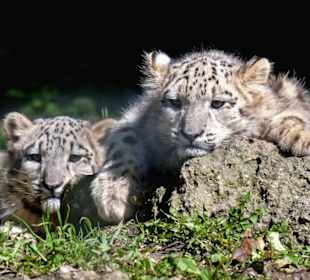Zoo Salzburg