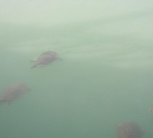 Strandpromenade Evrenseki